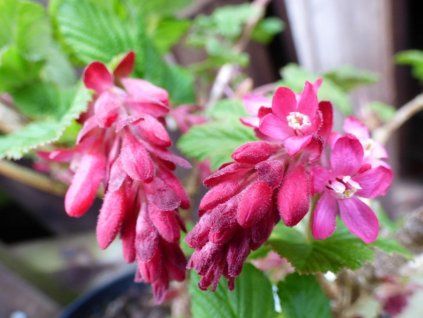 Meruzalka krvavá 'Pulborough Scarlet'  Ribes sanguineum 'Pulborough Scarlet'