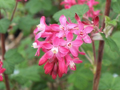 Meruzalka krvavá 'Red Bross'  Ribes sanguineum 'Red Bross'