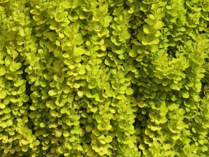Dřišťál Thunbergův 'Torch d'or'  Berberis thunbergii 'Torch d'or'
