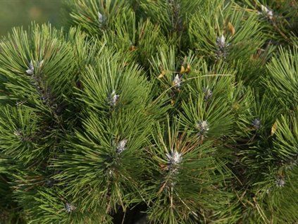 Borovice černá 'Helga'  Pinus nigra 'Helga'