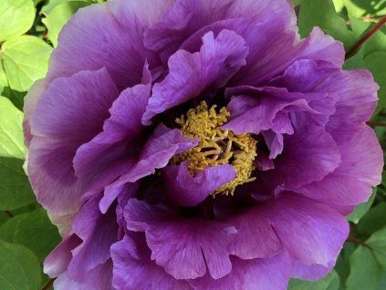 Pivoňka dřevitá 'Ofujinishiki'  Paeonia suffruticosa 'Ofujinishiki'