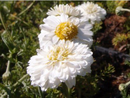 Rmen sličný 'Flore Plena' - Anthemis nobilis 'Flore Plena'  Anthemis nobilis 'Flore Plena'