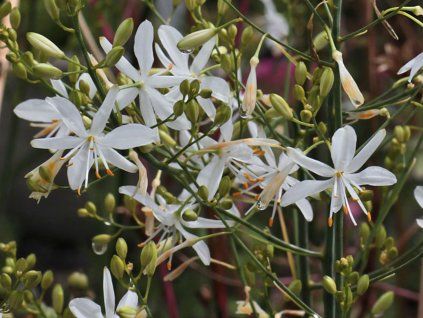Bělozářka větevnatá - Anthericum ramosum  Anthericum ramosum