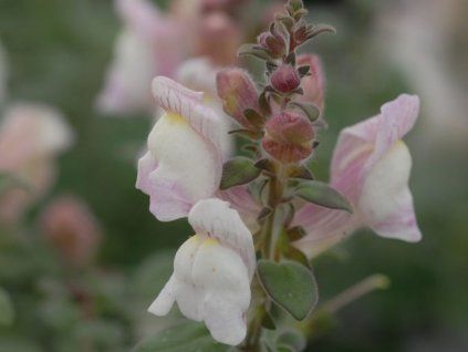 Hledík španělský - Antirrhinum hispanicum  Antirrhinum hispanicum