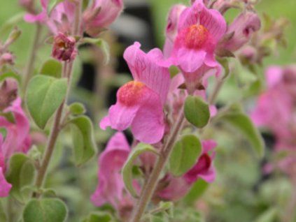 Hledík španělský 'Roseum' - Antirrhinum hispanicum 'Roseum'  Antirrhinum hispanicum'Roseum'
