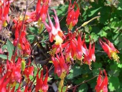 Orlíček kanadský 'Little Lanterns' - Aquilegia canadensis 'Little Lanterns'  Aquilegia canadensis 'Little Lanterns'