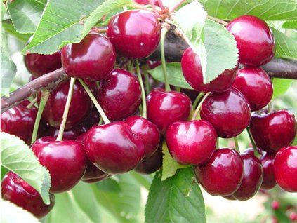 Třešeň 'Babelle'  Prunus avium 'Babelle'
