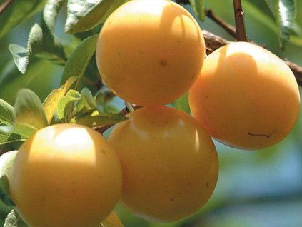 Japonská švestka 'Sorriso di Primavera'  Prunus domestica subsp. italica 'Sorriso di Primavera'