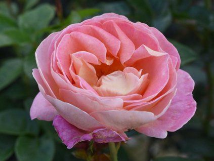Stromková růže 'Wisława Szymborska'  Rosa 'Wisława Szymborska'