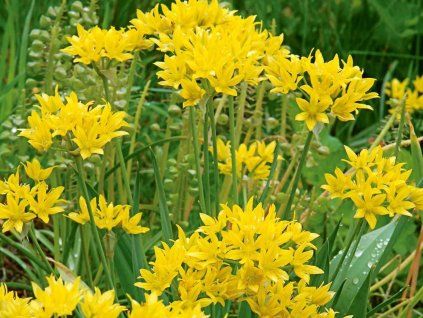 Česnek zlatožlutý - Allium moly  Allium moly