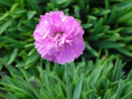 Hvozdík sivý 'Pink Jewel' - Dianthus gratianopolitanus 'Pink Jewel'  Dianthus gratianopolitanus 'Pink Jewel'