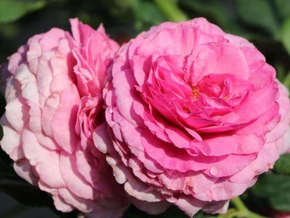Stromková růže 'Kaffe Fassett Rose®'  Rosa 'Kaffe Fassett Rose®'