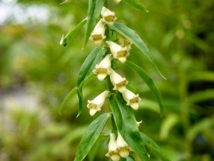 Náprstník žlutý - Digitalis lutea  Digitalis lutea