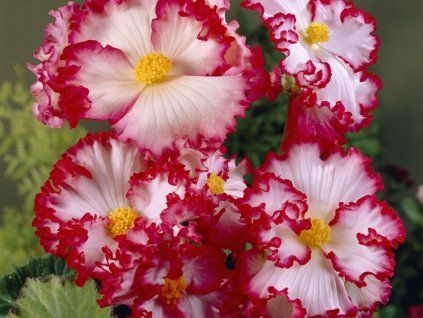 Begonie 'Bicolor Crispa Marginata' Red & White  Begonia 'Bicolor Crispa Marginata'Red & White