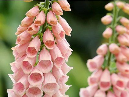 Náprstník Mertonův 'Summer King' - Digitalis × mertonensis 'Summer King'  Digitalis × mertonensis 'Summer King'