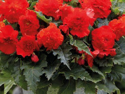 Begonie 'Fimbriata Red'  Begonia 'Fimbriata Red'