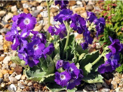 Prvosenka 'Kusum Krishna' - Primula 'Kusum Krishna'  Primula 'Kusum Krishna'