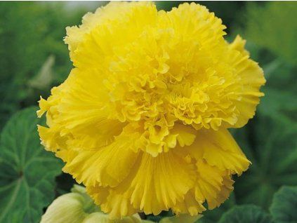 Begonie 'Fimbriata Yellow'  Begonia 'Fimbriata Yellow'