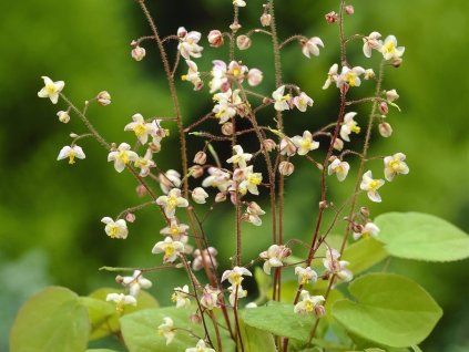 Škornice pýřitá  Epimedium pubigerum