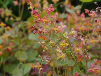 Škornice Warleyova  Epimedium warleyense