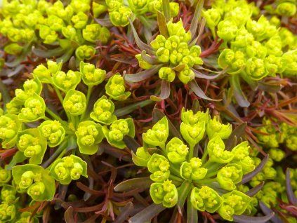 Pryšec chvojka ‘Fens Ruby’ - Euphorbia cyparissias ‘Fens Ruby’  Euphorbia cyparissias ‘Fens Ruby’