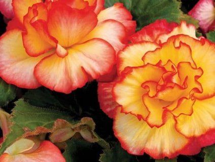 Begonie 'Bicolor Picotee' Red & Yellow  Begonia'Bicolor Picotee' Red & Yellow