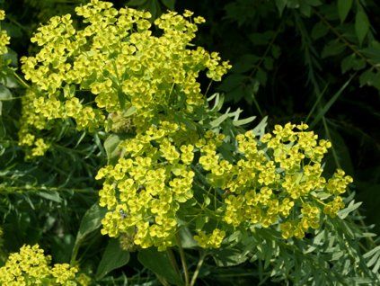 Pryšec sivý subsp. niciciana - Euphorbia seguieriana subsp. niciciana  Euphorbia seguieriana subsp. niciciana