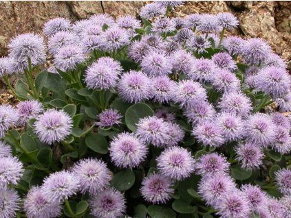 Koulenka šedavá - Globularia incanescens  Globularia incanescens