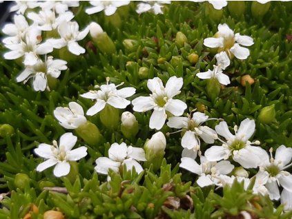Silenka bezlodyžná 'Alba' - Silene acaulis 'Alba'  Silene acaulis 'Alba'