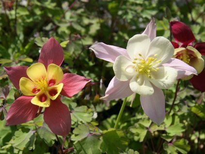 Orlíček 'McKana Hybrids' - Aquilegia 'McKana Hybrids'  Aquilegia 'McKana Hybrids'