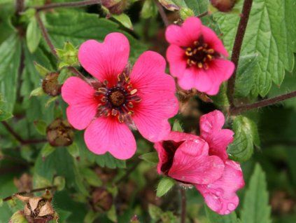 Mochna 'Ron McBeath' - Potentilla nepalensis 'Ron McBeath'  Potentilla nepalensis 'Ron McBeath'