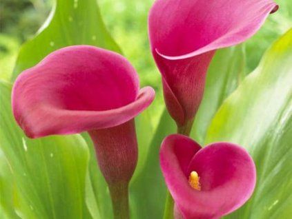 Kala 'Sumatra'  Calla 'Sumatra'
