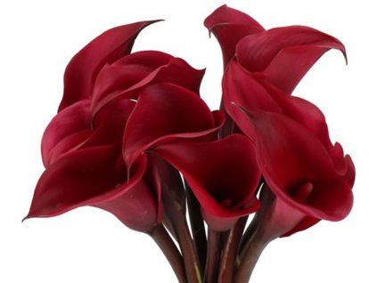 Kala 'Vino Rosso'  Calla 'Vino Rosso'