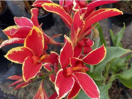 Kana 'Lucifer'  Canna'Lucifer'