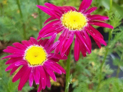 Vratič, Kopretina šarlatová 'Robinson Rot' - Tanacetum coccineum 'Robinson Rot'  Tanacetum coccineum 'Robinson Rot'