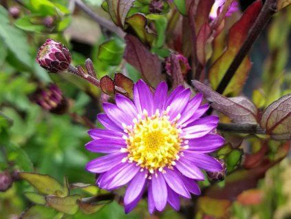 Hvězdnice 'Ezo Murasaki' - Aster ageratoides 'Ezo Murasaki'  Aster ageratoides 'Ezo Murasaki'