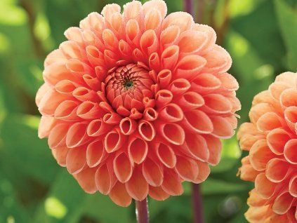 Jiřina 'Sylvia'  Dahlia 'Sylvia'