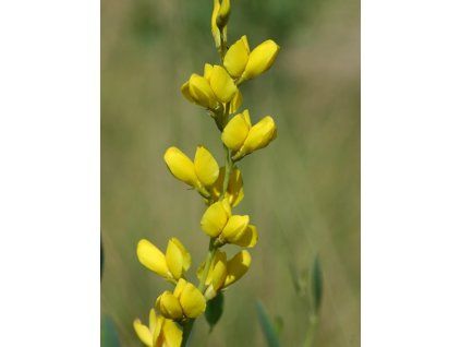 Baptisie sphaerocarpa - Baptisia sphaerocarpa  Baptisia sphaerocarpa