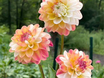 Jiřina 'Double Jill'  Dahlia 'Double Jill'