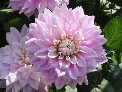 Jiřina 'Ferncliff Inspiration'  Dahlia 'Ferncliff Inspiration'