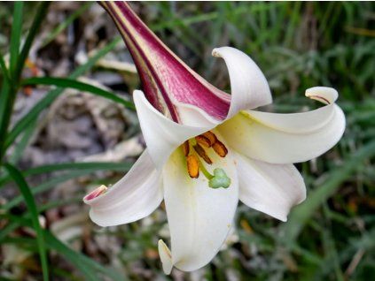 Lilie trpasličí var. pricei - Lilium formosanum var. pricei  Lilium formosanum var. pricei