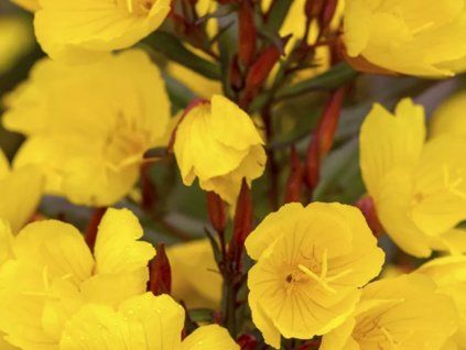 Pupalka křovitá 'Sonnenwende' - Oenothera fruticosa 'Sonnenwende'  Oenothera fruticosa 'Sonnenwende'