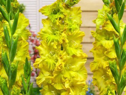 Mečík 'Blitz Fusion'  Gladiolus 'Blitz Fusion'