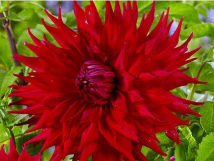 Jiřina 'Holly Huston'  Dahlia'Holly Huston'