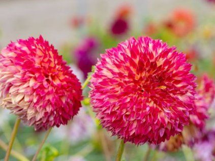Jiřina 'Aiyana II'  Dahlia 'Aiyana II'