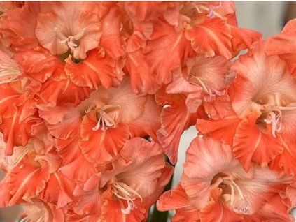 Mečík 'Coral Crush'  Gladiolus 'Coral Crush'