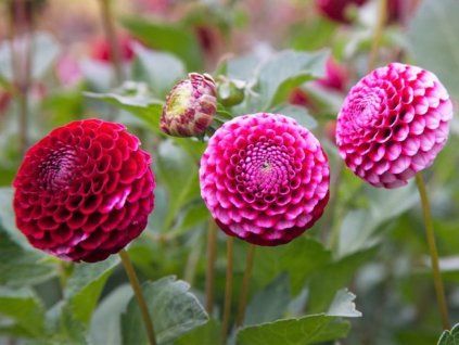 Jiřina 'Chick A Dee US'  Dahlia 'Chick A Dee US'
