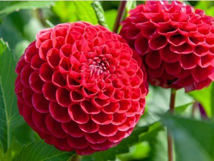 Jiřina 'Cornel II'  Dahlia 'Cornel II'