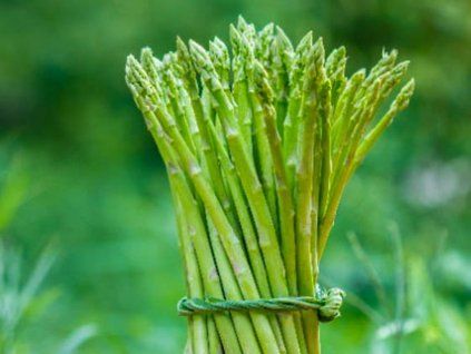 Chřest lékařský 'Avalim'  Asparagus officinalis 'Avalim'