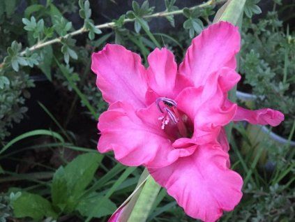 Mečík 'Kingston Ruffle'  Gladiolus 'Kingston Ruffle'